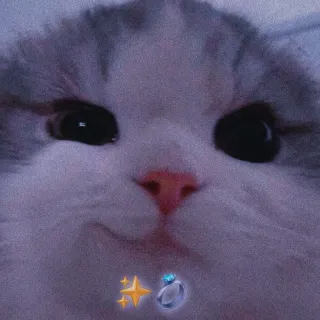 💍 88237a7e แมว, น่ารัก, น่าเอ็นดู, สัตว์, สัตว์เลี้ยง, คาวาอิ telegram sticker