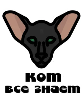 🎓 36b79774 кот все знает gato, animal, pegatina, ruso, gato oriental telegram sticker