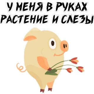 🌹 c97f4384 У МЕНЯ В РУКАХ РАСТЕНИЕ И СЛЕЗЫ 猪, 植物, 眼泪, 动物, 卡通, 花, 贴纸 whatsapp sticker