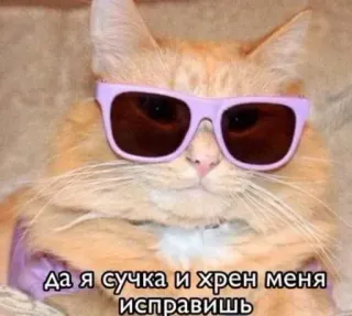 😎 87aa42af Да я сучка и хрен меня исправишь kucing, kacamata hitam, meme, menyinggung, rusia, stiker telegram sticker