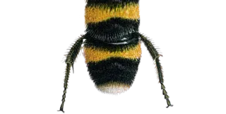 🐝 a87a5129 昆虫, 大黄蜂, 蜜蜂, 动物, 自然, 野生动物 telegram sticker