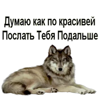 🤔 34d15305 Думаю как по красивей Послать Тебя Подальше 늑대, 동물, 러시아, 모욕, 농담 telegram sticker