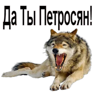 😂 f80982b0 Да ты Петросян! 늑대, 동물, 밈, 유머, 농담, 러시아 telegram sticker