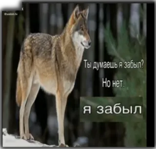 🤔 1dec0a31 Ты думаешь я забыл?
Но нет.
Я забыл lobo, floresta, natureza, meme, animais telegram sticker