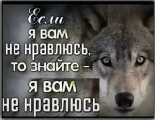 😐 3b0e8788 Если я вам не нравлюсь, то знайте - Я вам не нравлюсь lobo, animal, citação, russo telegram sticker
