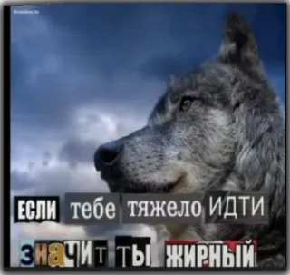 🙃 5ac98c2c Если тебе тяжело идти значит ты жирный lobo, pesado, gordo, animal, natureza telegram sticker