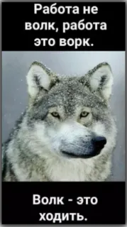 👌 880a3db7 Работа не волк, работа это ворк.
Волк - это ходить. lobo, trabalho, animal, russo, piada telegram sticker