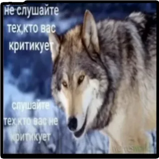 🤝 94a1adef Не слушайте тех,кто вас критикует 
слушайте тех,кто вас не критикует lobo, animal, conselho, russo, ouvir telegram sticker