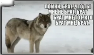 💪 ad978872 ПОМНИ, БРАТ. ЧТО ТЫ
МНЕ НЕ БРАТ, БРАТ
БРАТ МНЕ ТОТ, КТО
БРАТ МНЕ, БРАТ. lobo, animal, inverno, neve, meme telegram sticker