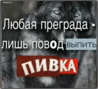 😏 dc66ff97 Любая преграда - лишь повод выпить пивка lobo, cerveja, álcool, bebendo, russo, citação telegram sticker