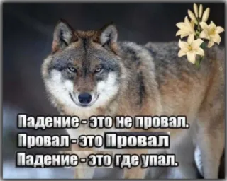 😬 eaa0cfea Падение - это не провал.
Провал-это Провал
Падение - это где упал. lobo, flores, natureza, animais, russo, citação telegram sticker