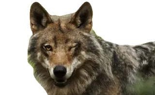 😉 0eecf2f3 动物, 狼, 眨眼 telegram sticker