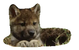 😋 7418bfaa 狼, 动物, 幼崽, 野生动物, 哺乳动物 telegram sticker