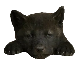 😎 7c81ea7b 狗, 小狗, 可爱, 动物, 宠物 telegram sticker