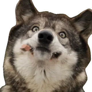 👻 a934aa85 狼, 动物, 搞笑, 狗, 梗 telegram sticker