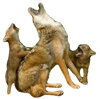 WolveStickerz telegram stickers