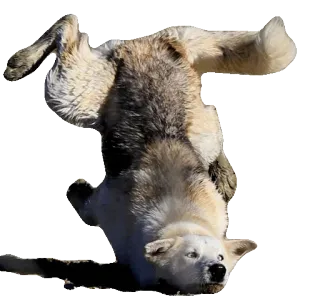 WolveStickerz telegram stickers