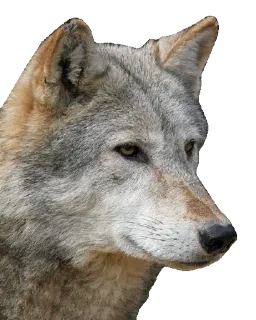 😐 e6a35d3e 狼, 动物, 狗, 犬, 自然 telegram sticker