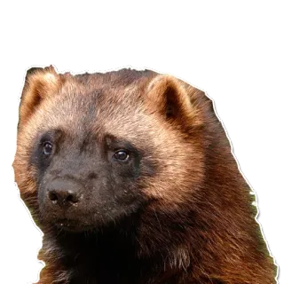 😐 148788f6 狼獾, 动物, 哺乳动物, 野生动物, 自然, 棕色, 毛皮 telegram sticker