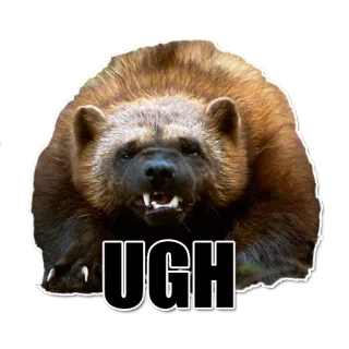 😩 36657ac7 UGH 狼獾, 动物, 呃, 表情包, 生气, 野生动物, 暴躁 telegram sticker