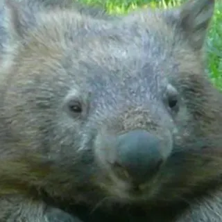🐝 1989395e wombat, animal, mamífero, mono, fauna, naturaleza telegram sticker