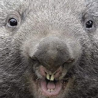 🏆 44533498 Wombat, Animal, Mono, Marsupial, Fauna, Australia telegram sticker