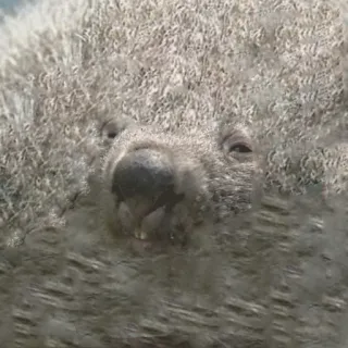 😳 541ca5e5 Wombat, Animal, Vida silvestre, Marsupial, Animal australiano telegram sticker