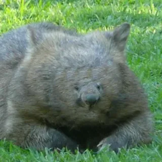 😌 c1d18a5b wombat, marsupial, animal, lindo, fauna, australia telegram sticker