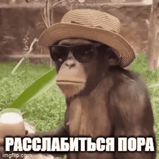🍺 00b86839 РАССЛАБИТЬСЯ ПОРА macaco, chapéu, óculos de sol, relaxamento, bebida, meme whatsapp sticker