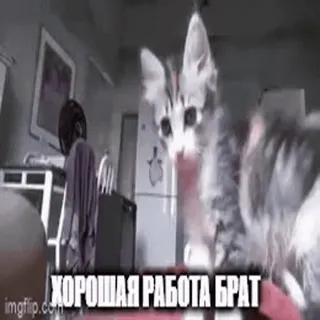 🧑‍🏭 72610d62 ХОРОШАЯ РАБОТА БРАТ gato, gatinho, russo, meme, engraçado, bom trabalho bro whatsapp sticker