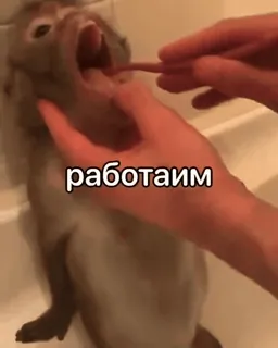 🪥 05d535a3 работаим małpa, zwierzę, jedzenie, śmieszne, słodkie telegram sticker