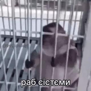 🐵 102152d7 раб системи małpa, klatka, zwierzę, system, niewolnik telegram sticker