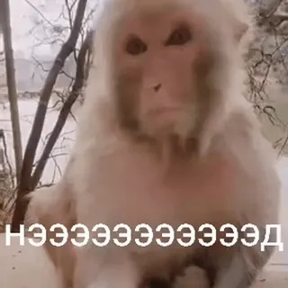 🤬 15551580 НЭЭЭЭЭЭЭЭЭЭЭЭЭД małpa, zwierzę, mem, małpa człekokształtna, naczelny, makak japoński telegram sticker
