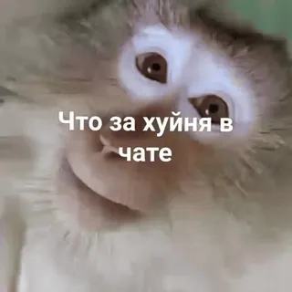 🫨 18167d9b Что за хуйня в чате małpa, pytanie, czat, rosyjski, mem telegram sticker