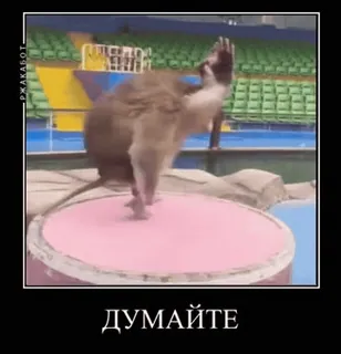 🤹‍♀️ 1ee10961 ДУМАЙТЕ małpa, myślący, zwierzę, mem, humor telegram sticker