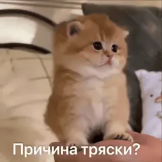 🐈 235c93fd Причина тряски? kot, kociak, słodki, rosyjski, pytanie, trzęsienie telegram sticker