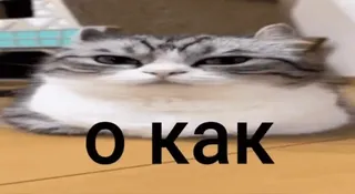 😼 28554411 О как kot, mem, śmieszne, zwierzę, rosyjski, słodkie, kici telegram sticker