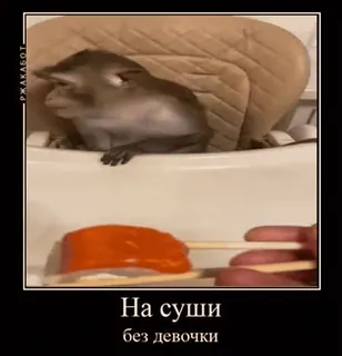 🍣 357d44d1 На суши без девочки małpa, sushi, śmieszne, jedzenie, mem telegram sticker