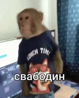 👋 3ef02823 свабодин małpa, zwierzę, śmieszne, ubranie, mem telegram sticker