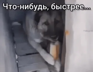 🌭 57a39405 Что-нибудь, быстрее... pies, zwierzę, pośpiech, pilne, tekst, rosyjski, mem telegram sticker
