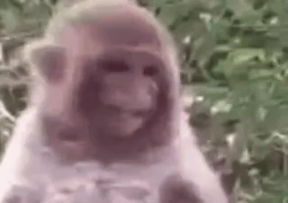 😁 5fb0f697 małpa, zwierzę, naczelny, dzika przyroda, małpa człekokształtna, ssak telegram sticker