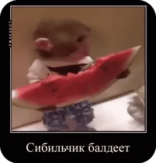🍉 6c92b503 Сибильчик балдеет małpa, arbuz, słodki, zwierzę, mem telegram sticker