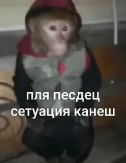 😧 8b281369 ПЛЯ ПЕСДЕЦ
СЕТУАЦИЯ КАНЕШ małpa, zwierzę, bluza z kapturem, mem telegram sticker