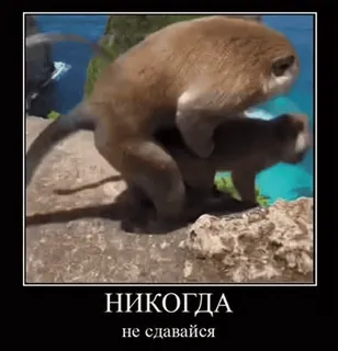 🦧 96273f53 НИКОГДА
не сдавайся małpa, gody, zwierzę, natura, humor, tekst telegram sticker
