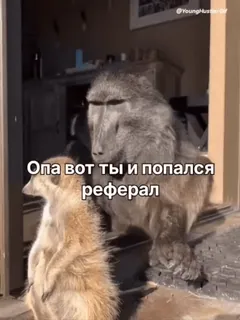 👥 b1634fe8 Опа вот ты и попался реферал małpa, surykatka, zwierzęta, humor, mem telegram sticker