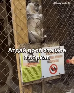 🫴 d294e463 Атдай дроп эта мое я воркал małpa, tekst, klatka, zwierzę, znak telegram sticker