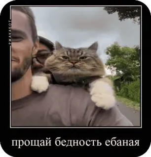 🐈 da5c6212 прощай бедность ебаная kot, zwierzę, humor, śmieszne, mem telegram sticker