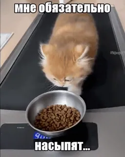 🐈 e3813b73 мне обязательно насыпят... kot, jedzenie, bieżnia, mem, śmieszne, zwierzę telegram sticker