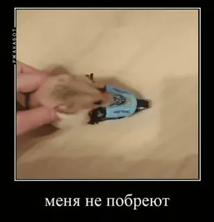 🚘 f63109db меня не побреют telegram sticker