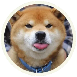 😋 2da25d7e pies, shiba inu, zwierzę, zwierzak, język, słodki, śmieszny telegram sticker